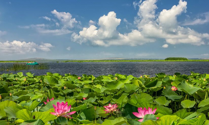 «Долина лотосов»