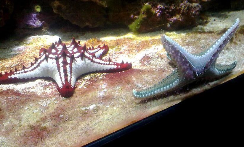 Океанариум «Орбита»