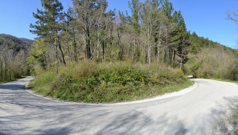 Реликтовая роща пицундской сосны