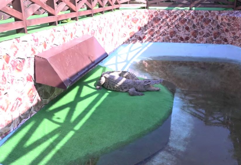 Крокодиловая ферма