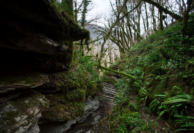 Тисосамшитовая роща