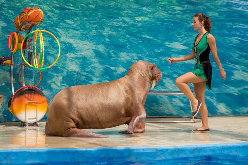 шоу в дельфинарии