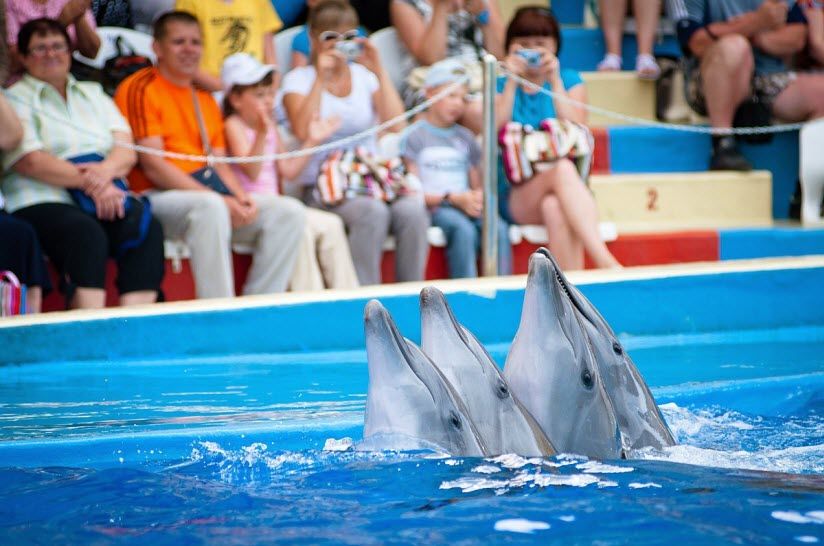 Дельфинарий «Немо»