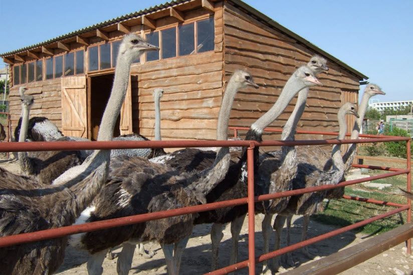 Страусиная ферма