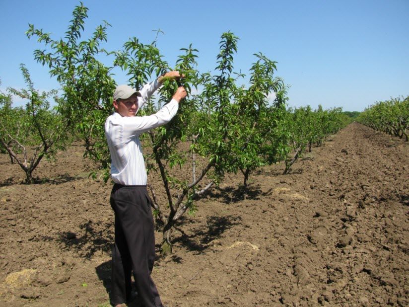 Персиковые сады