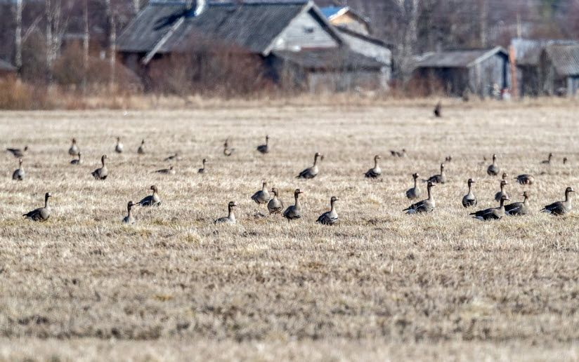 Олонецкие поля