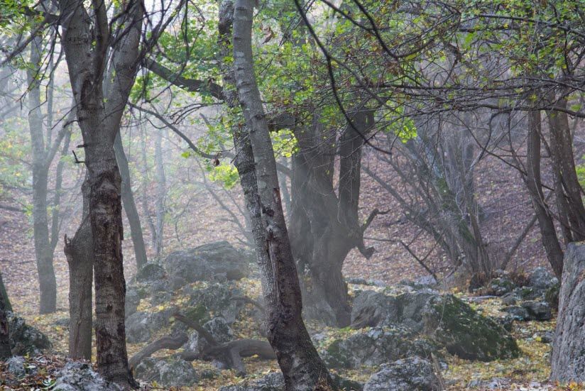 Каменный лес