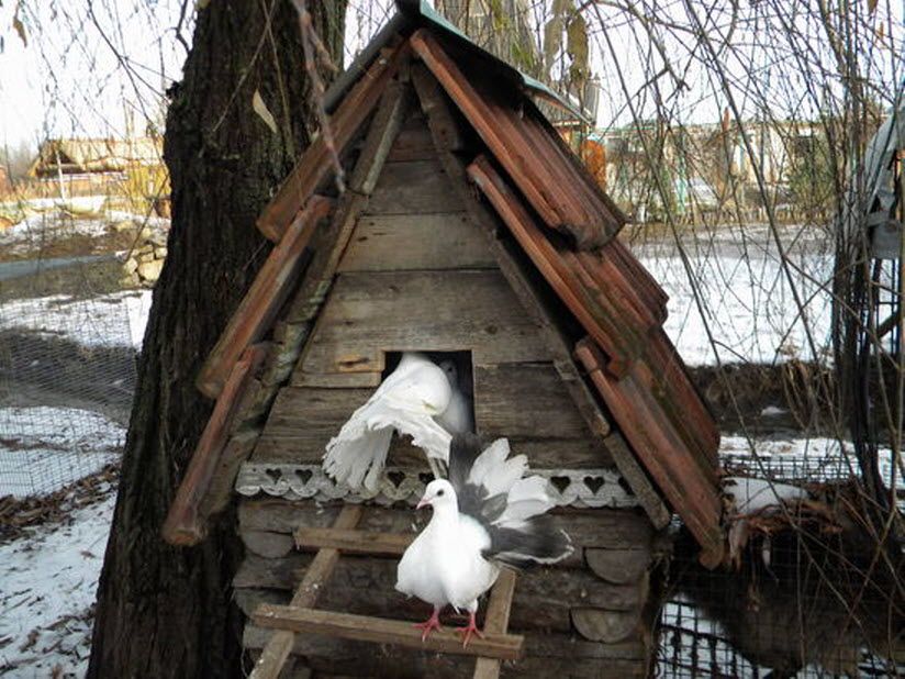 Домашний зоопарк