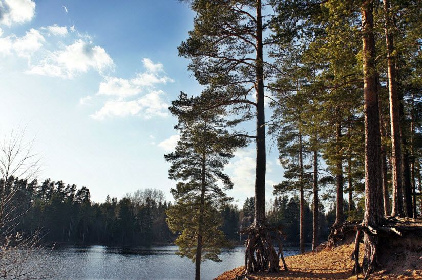 Ходульные сосны