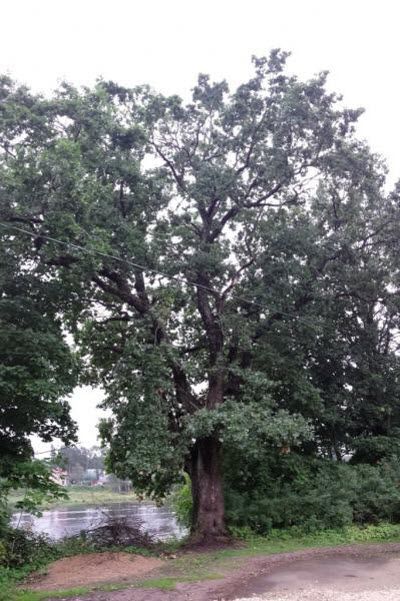 Легендарный дуб