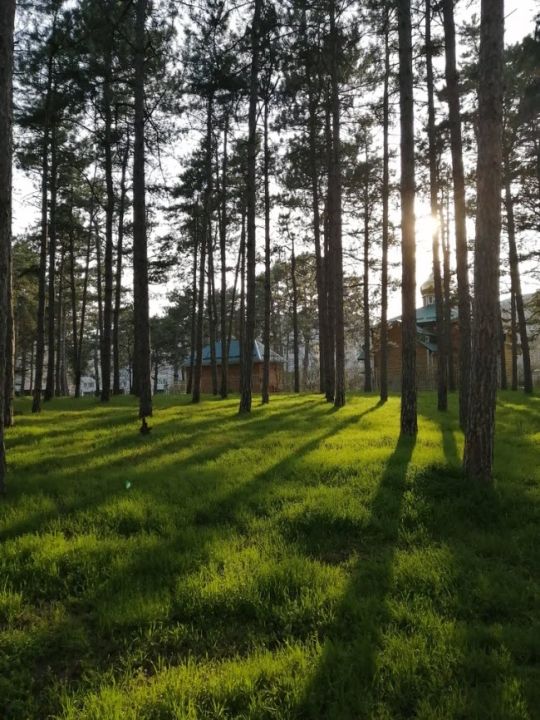 Сосновый парк