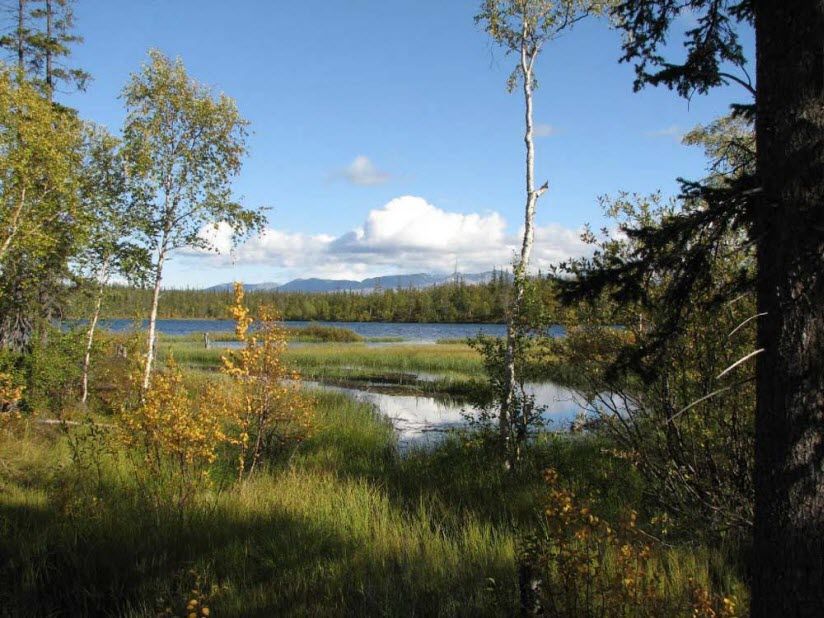 Йокостровское кинтище