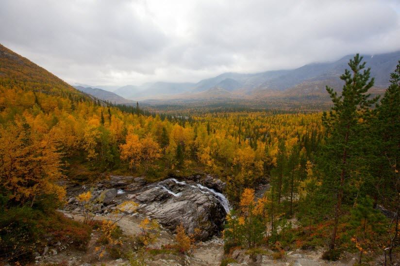 «Кедры и лиственницы Хибин»