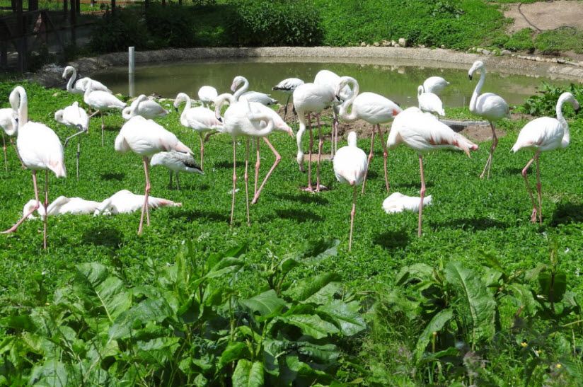 Парк птиц «Малинки»