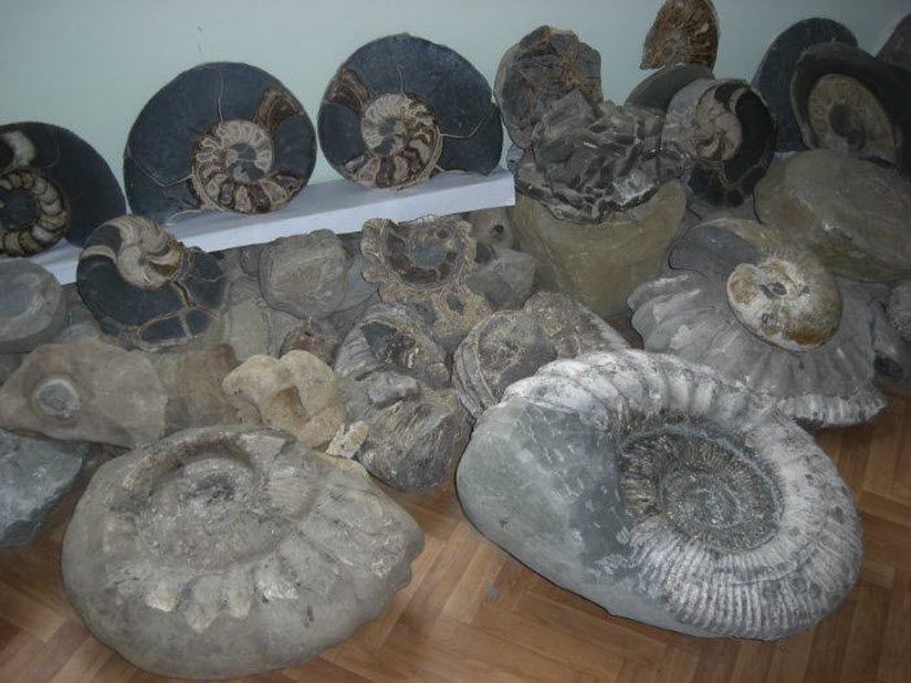 Музей аммонитов