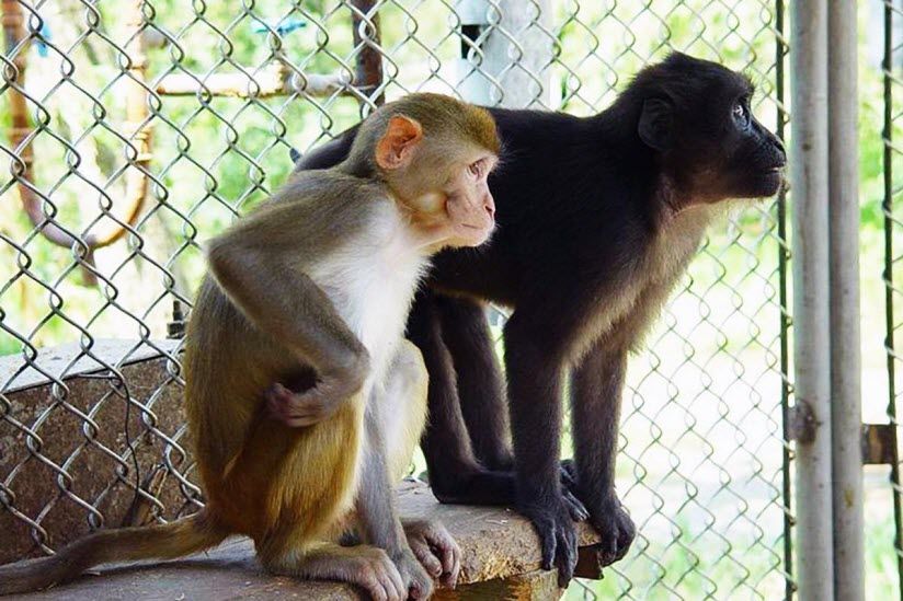 Обезьяний питомник