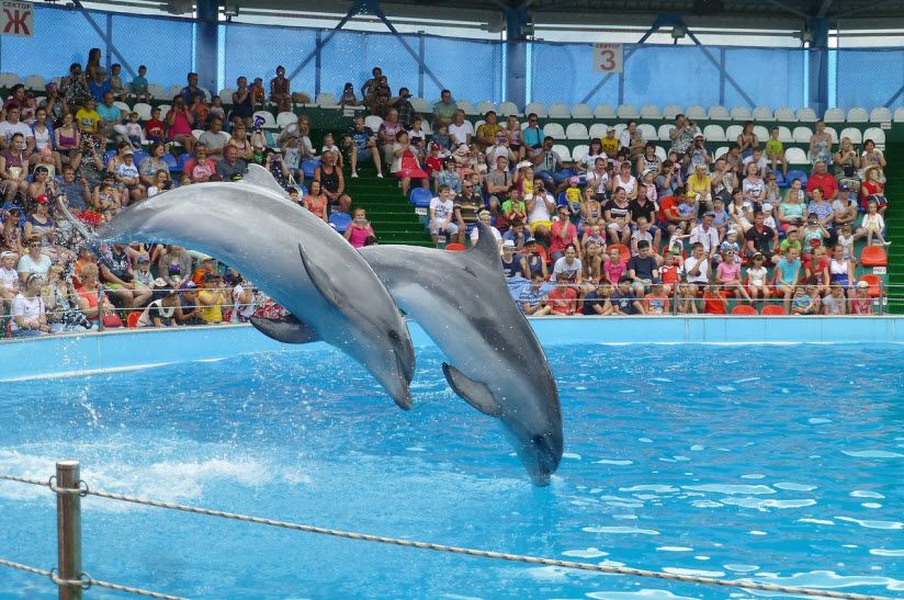 Адлерский дельфинарий