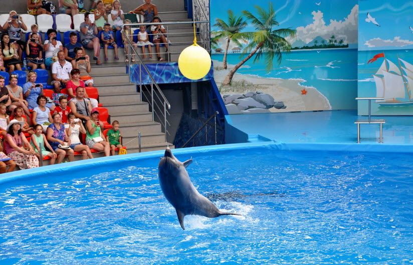 Дельфинарий в Сочи-парке