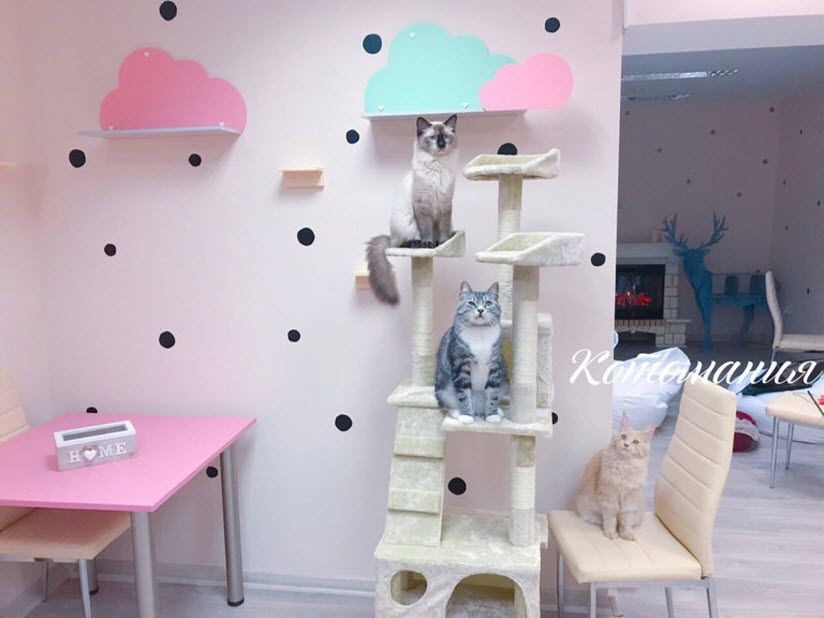 Кото-кафе «Котомания»