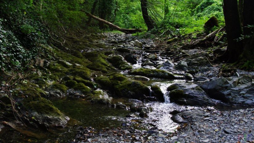 Городской лес