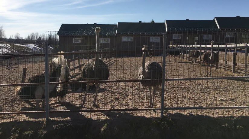 Ферма «Марьино»