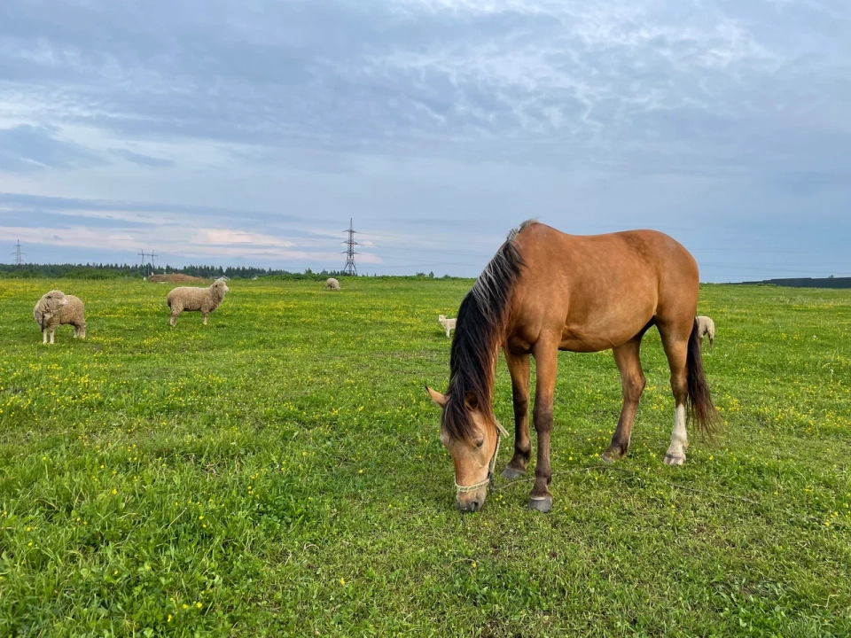 «Конидуни»