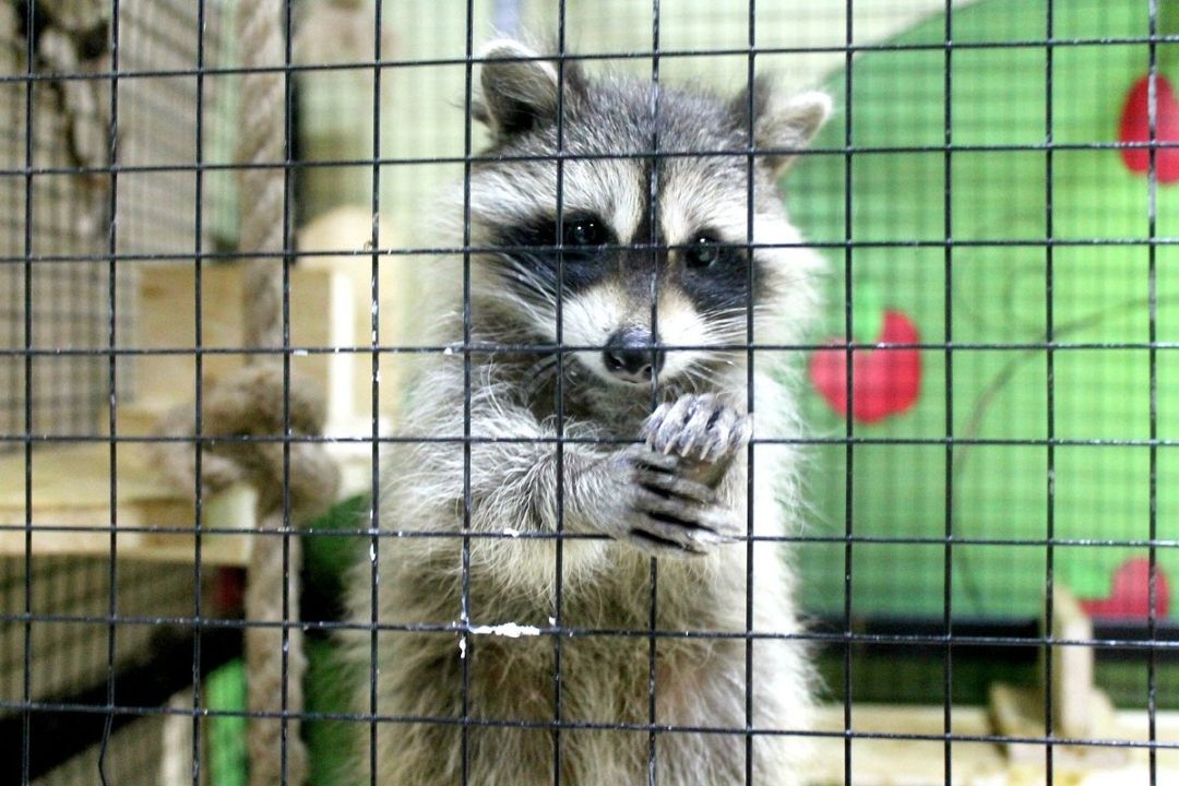 Контактный зоопарк Зверо-Полис