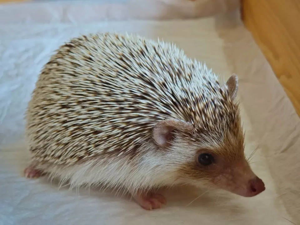 Антикафе «Ежу понятно!»