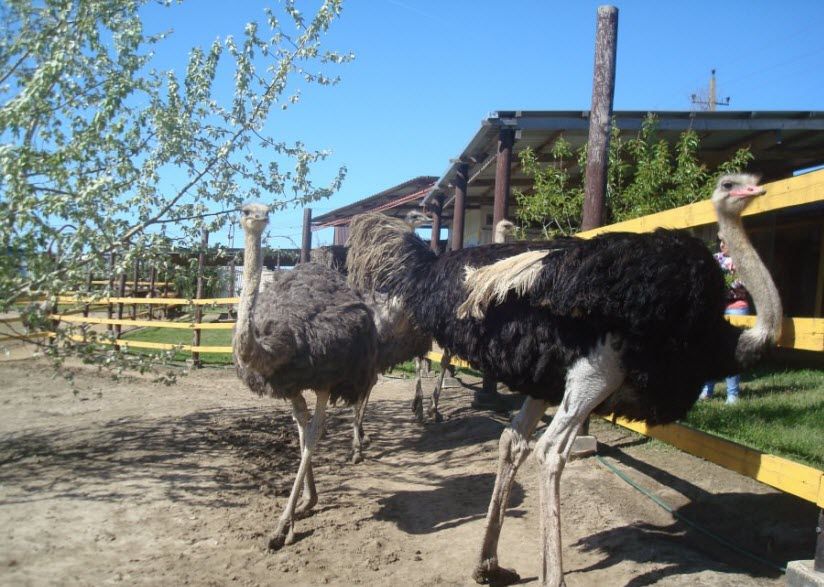 Сафари-парк «Аристей»