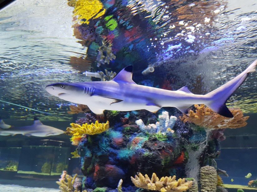 Океанариум «Риф»