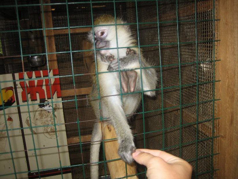 Контактный зоопарк «Мир животных»