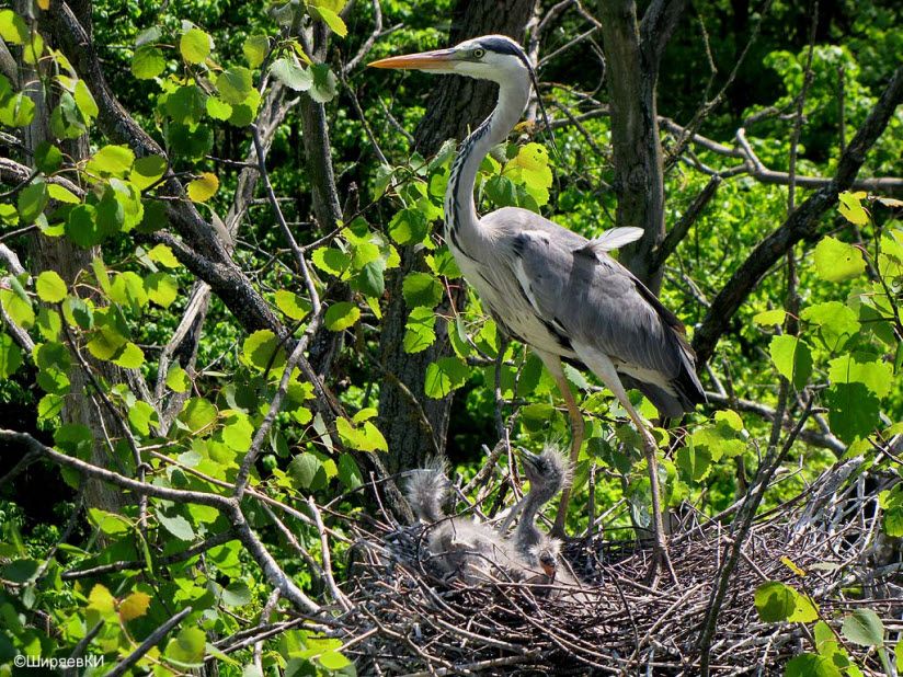 Гнездовья Серой цапли