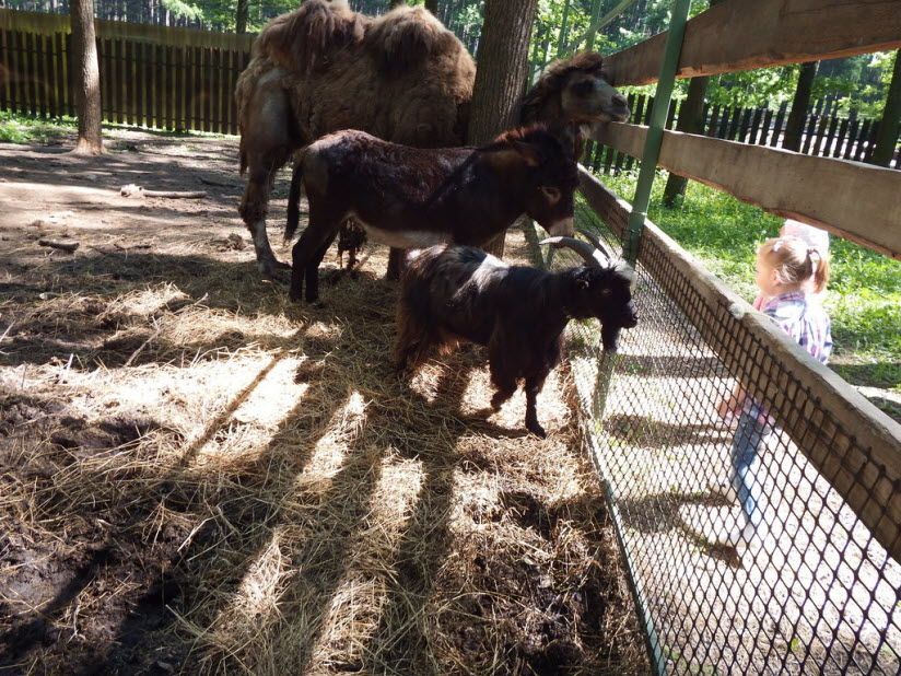 Зоопарк «Лукоморье»