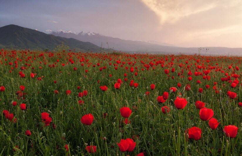 Праздник тюльпанов