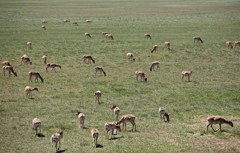 Питомник по разведению сайгаков в Яшкуле