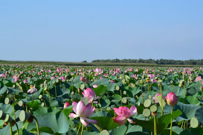 Летняя пора лотосов