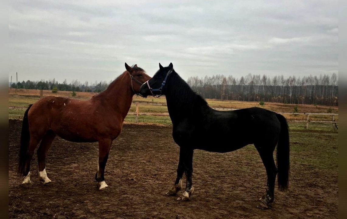 КСК «Беркут»