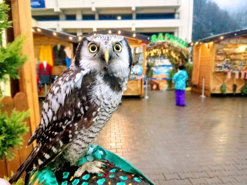 Контактный зоопарк «Совариум»