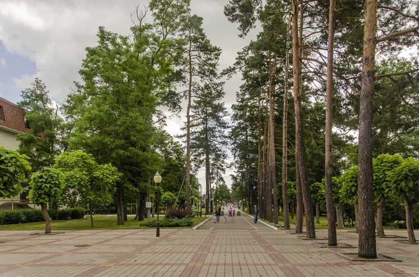 Аллея тысячи сосен
