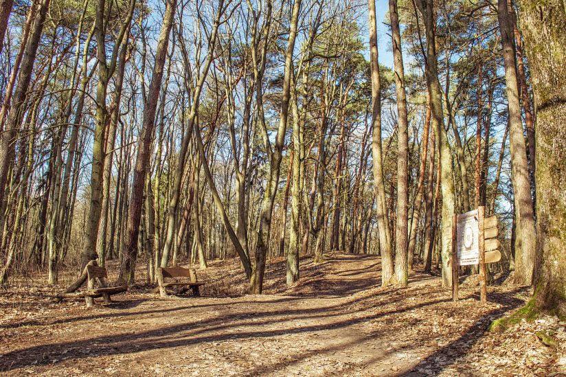 Лесопарк «Грэсовский лес»