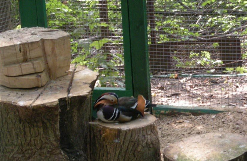 Зооуголок в ЦПКО