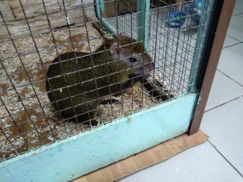 «Трогательный зоопарк»