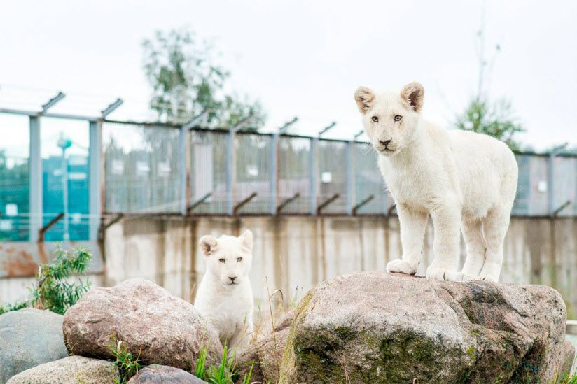 Ярославский зоопарк