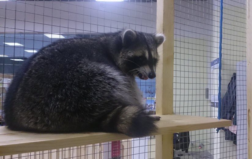 «В гостях у Енота»