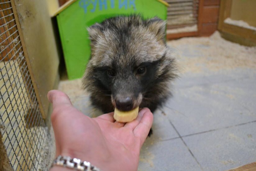 «Кроха Енот»