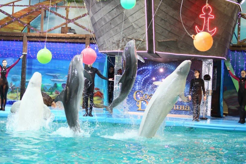 Дельфинарий