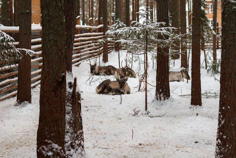 Зоосад в вотчине Деда Мороза