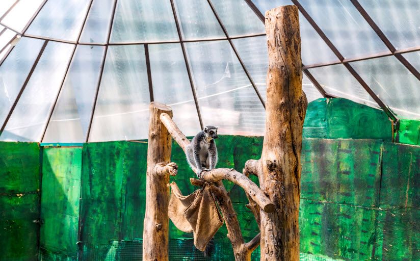 зоопарк «Зов Джунглей»