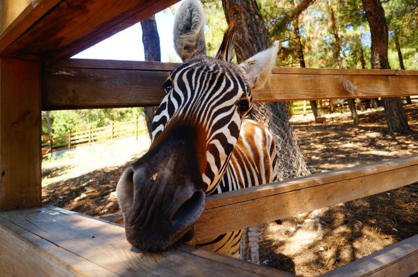 Сафари-парк