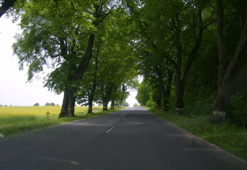 Песчаный лес